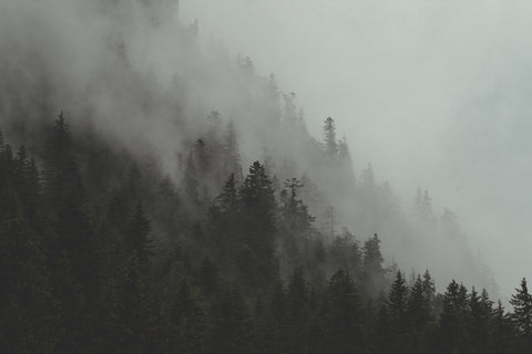 fog rolls through forest hillside